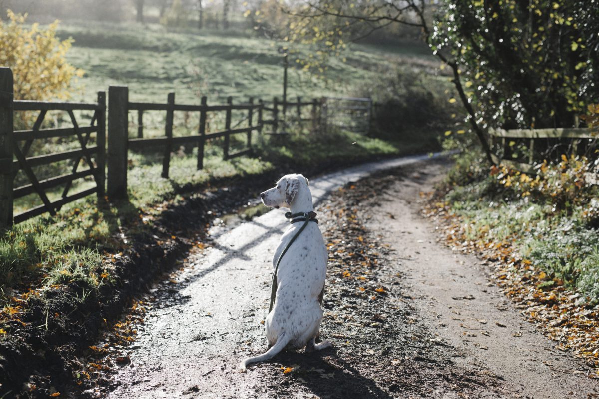 A dog on a country lane in winter.